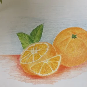 Dessin d'oranges